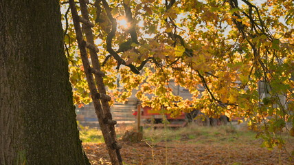 Ladder leaning against an autumn tree