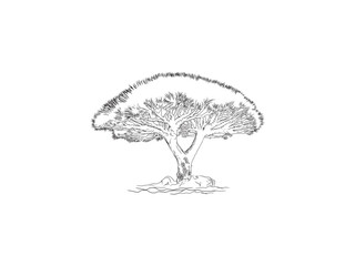 Obraz na płótnie Canvas Dracaena cinnabari or dragon blood tree. hand drawing vector