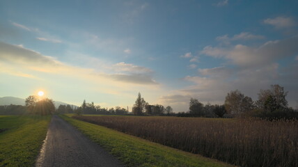 Fototapeta na wymiar Walk in the sunset at corn field