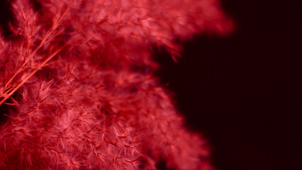 Red pampas grass on a black background. Bright, red, contrast, soft contrast. Black background, red grass. Light.