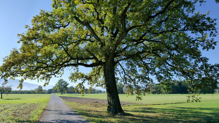 Large tree in autumn next to a farm road