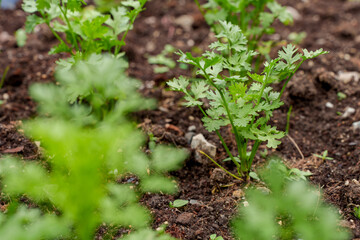 Coriander Plantation Close up fresh growing green coriander (cilantro) leaves in vegetable plot