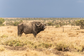 The African buffalo (Syncerus caffer) Kenya.