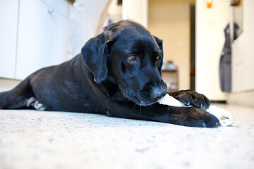 Front view of a cute black labrador retriever dog eating a bone lying on the floor of a kitchen in Belgium and looking away.