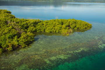 mangroves and corals