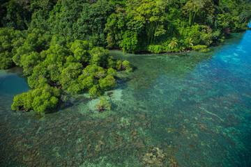 caribbean coral cost in the rainforest