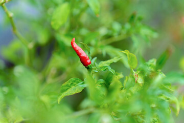 Red chilies pepper on a tree.