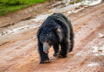 Sri Lankan sloth bear (Melursus ursinus inornatus) is walking along the road in Yala National Park....