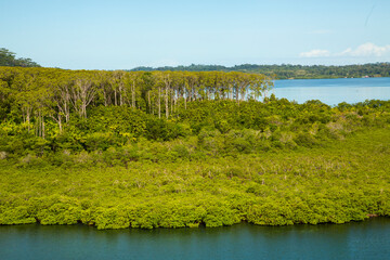 Teakb&auml;ume an der K&uuml;ste Panamas