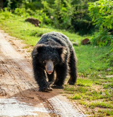 Sri Lankan sloth bear (Melursus ursinus inornatus) is walking along the road in Yala National Park. Sri Lanka. - obrazy, fototapety, plakaty