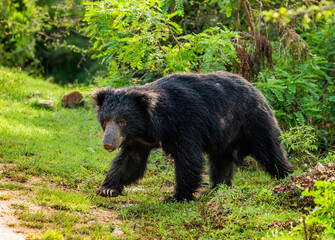 Sri Lankan sloth bear (Melursus ursinus inornatus) is walking along the road in Yala National Park....