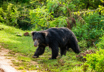 Sri Lankan sloth bear (Melursus ursinus inornatus) is walking along the road in Yala National Park. Sri Lanka. - obrazy, fototapety, plakaty