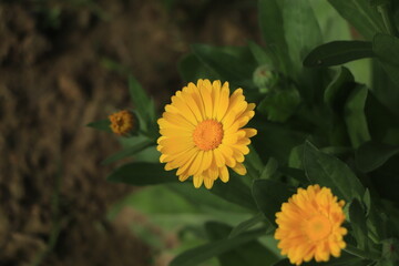 Calendula flowers (lat. Calendula officinalis)