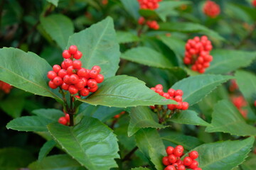 red fruits of Sarcandra glabra