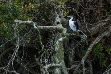 Pied Shag (Phalacrocorax varius)