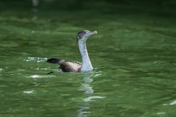 Pied Shag (Phalacrocorax varius)