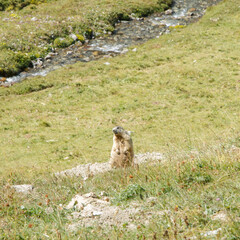 Marmotte dans les montagnes des Ecrins en France