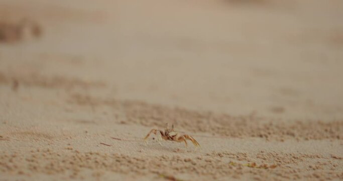 Sand crabs on the sand beach with dark rocks in Phu Quoc Island, Vietnam