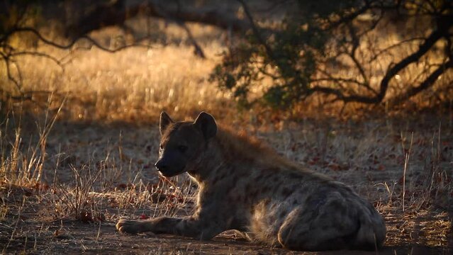 Spotted hyaena in Kruger National park, South Africa ; Specie Crocuta crocuta family of Hyaenidae