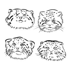 manul pallas's cat sketch engraving vector illustration. Scratch board imitation. Black and white hand drawn image.