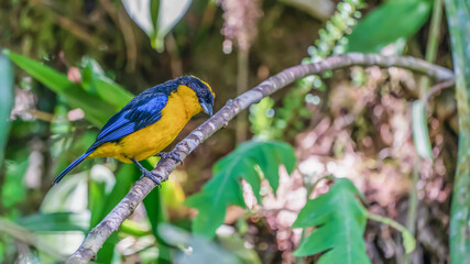 Blue-winged mountain tanager on a branch