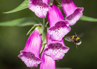 A bumble bee approaches a pink foxglove flower (digitalis) to collect pollen - obrazy, fototapety, plakaty