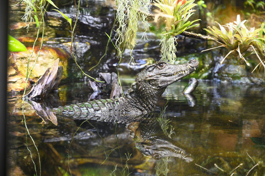 a ferocious alligator camouflaged under the surface of a swamp waiting for a prey