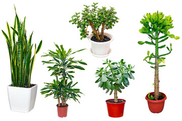set of houseplants in pots isolated on white background