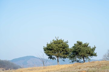 나란히 서 있는 두 개의 소나무