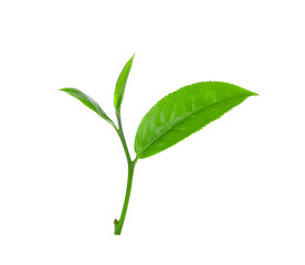 Green tea leaf isolated on transparent png
