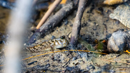 Camouflaged mudskippers basking in the sun near a water in Daintree National Park in Queensland, Australia. Daintree rainforest symbol	