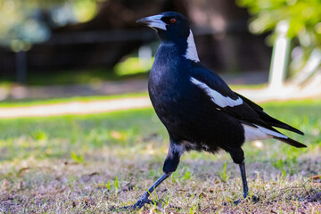 Beautiful curious australian magpie walking in the Royal Botanical Garden in Sydney, New South Whales, Australia.	