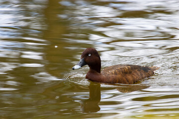 Beautiful Hardhead duck swimming in the pond and showing a wing with colorful green feathers in Queensland Australia	