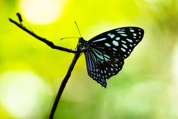 Beautiful blue tiger butterfly resting on the branch spotted on Magnetic Island. Butterflies migration, Queensland Australia