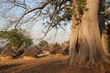 Foto op Plexiglas Big baobab tree and Bedik village in Kedougou, Senegal, Africa. Senegalese nature, African landscape, scenery. Tribal houses, home. Village of Bedik tribe. Rural life in Kedougou, Senegal, Africa © Sergey
