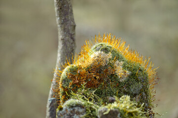 Moos auf Holzpfahl, Bokeh