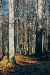 Herbstwald, weiches natürliches Licht, Buchen