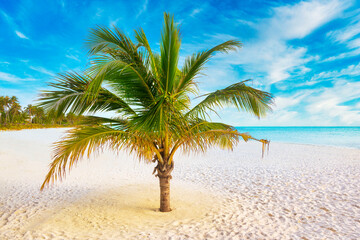 Fototapeta na wymiar Idyllic Beach with Palm Treesat the Maldives, Indian Ocean