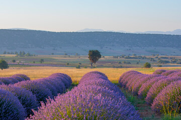 Plakat Lavender flowers blooming fields at sunset. Valensole, Provence, France, Europe.