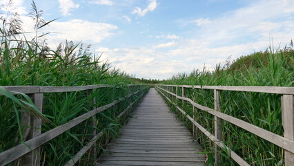 Fototapeta na wymiar Wooden walkway among green reeds under blue sky at lake Federsee in Bad Buchau