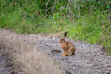 A hare sitting on a farm track.
