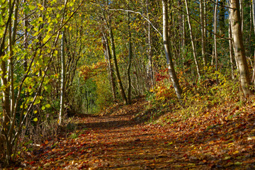 Autumn forest with beautiful autumn leaves and hiking trail at Swiss village of Evilard on a sunny autumn day. Photo taken November 10th, 2022, Evilard, Switzerland.