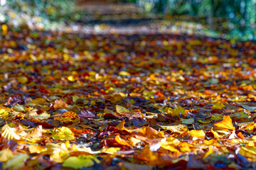 Fototapeta premium Close-up of autumn forest with beautiful autumn leaves and hiking trail at Swiss village of Evilard on a sunny autumn day. Photo taken November 10th, Evilard, Switzerland.