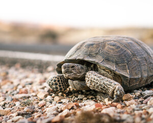 turtle on the rocks
