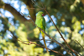 a parrot on branch