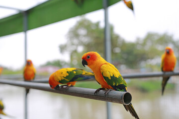 Macaw birds animal catch on iron railing in zoo.