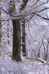 Schnee auf Ästen milder Winter, Tag blauer Himmel
