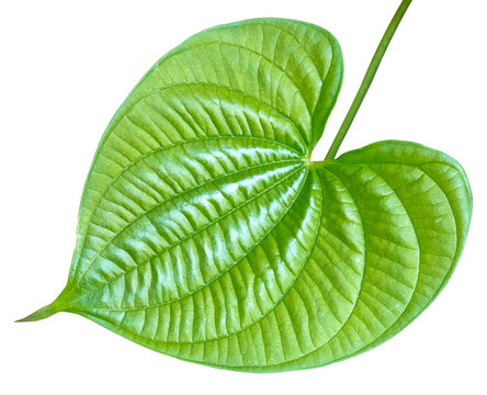 Feuille de hoffe, fond blanc 