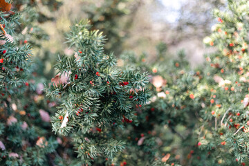 christmas tree branches