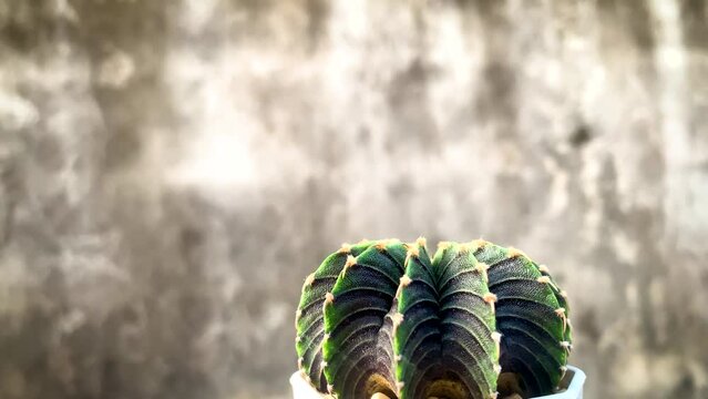 lb2178 gymno revolving video natural beauty